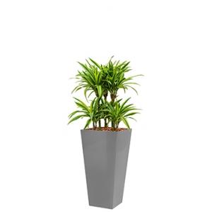 Deluxe All in 1 Hydrocultuur Dracaena lemon lime vierkant zilver Deluxe All in 1 Hydrocultuur Dracaena lemon lime vierkant zilver