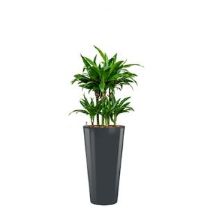 Deluxe All in 1 Hydrocultuur Dracaena janet craig rond antraciet Deluxe All in 1 Hydrocultuur Dracaena janet craig rond antraciet