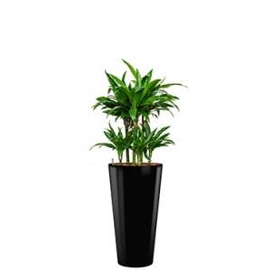Deluxe All in 1 Hydrocultuur Dracaena janet craig rond zwart Deluxe All in 1 Hydrocultuur Dracaena janet craig rond zwart