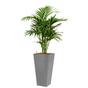 Deluxe All in 1 Hydrocultuur Kentia palm forsteriana vierkant zilver Deluxe All in 1 Hydrocultuur Kentia palm forsteriana vierkant zilver