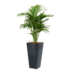 Deluxe All in 1 Hydrocultuur Kentia palm forsteriana vierkant antraciet Deluxe All in 1 Hydrocultuur Kentia palm forsteriana vierkant antraciet