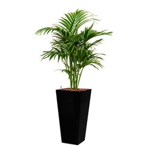 Deluxe All in 1 Hydrocultuur Kentia palm forsteriana vierkant zwart Deluxe All in 1 Hydrocultuur Kentia palm forsteriana vierkant zwart