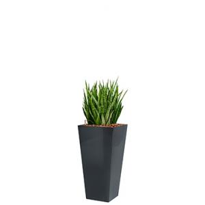 Deluxe All in 1 Hydrocultuur Sansevieria kirkii vierkant antraciet Deluxe All in 1 Hydrocultuur Sansevieria kirkii vierkant antraciet