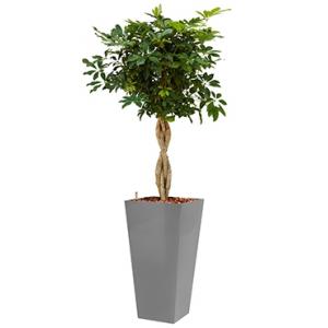 Deluxe All in 1 Hydrocultuur Schefflera arboricola vierkant zilver Deluxe All in 1 Hydrocultuur Schefflera arboricola vierkant zilver
