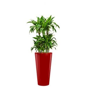 Premium All in 1 Hydrocultuur Dracaena arturo rond rood Premium All in 1 Hydrocultuur Dracaena arturo rond rood