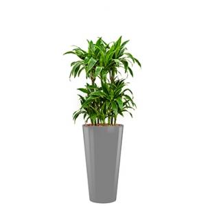 Premium All in 1 Hydrocultuur Dracaena arturo rond zilver Premium All in 1 Hydrocultuur Dracaena arturo rond zilver