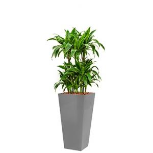 Premium All in 1 Hydrocultuur Dracaena arturo vierkant zilver Premium All in 1 Hydrocultuur Dracaena arturo vierkant zilver