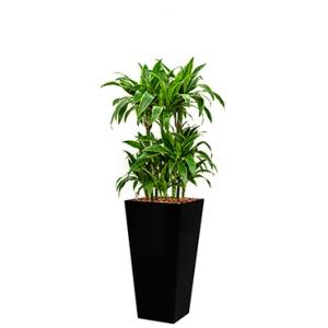 Premium All in 1 Hydrocultuur Dracaena arturo vierkant zwart Premium All in 1 Hydrocultuur Dracaena arturo vierkant zwart