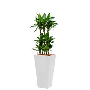 Premium All in 1 Hydrocultuur Dracaena janet lind vierkant wit Premium All in 1 Hydrocultuur Dracaena janet lind vierkant wit