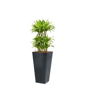 Premium All in 1 Hydrocultuur Dracaena lemon lime vierkant antraciet Premium All in 1 Hydrocultuur Dracaena lemon lime vierkant antraciet
