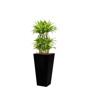 Premium All in 1 Hydrocultuur Dracaena lemon lime vierkant zwart Premium All in 1 Hydrocultuur Dracaena lemon lime vierkant zwart