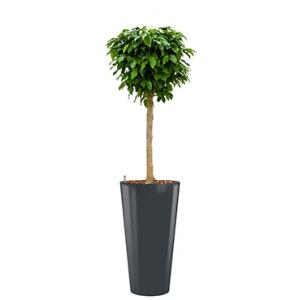 Premium All in 1 Hydrocultuur Ficus benjamina columnar rond antraciet Premium All in 1 Hydrocultuur Ficus benjamina columnar rond antraciet