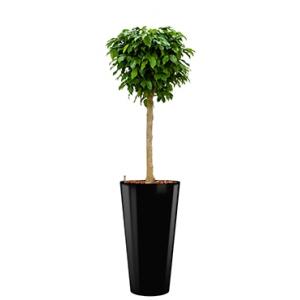 Premium All in 1 Hydrocultuur Ficus benjamina columnar rond zwart