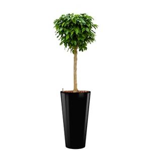 Premium All in 1 Hydrocultuur Ficus benjamina columnar rond zwart Premium All in 1 Hydrocultuur Ficus benjamina columnar rond zwart