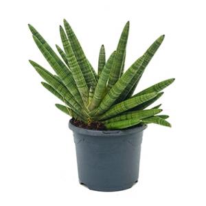 Sansevieria bocel M kamerplant