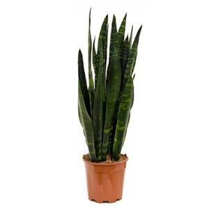 Sansevieria coral black XS kamerplant