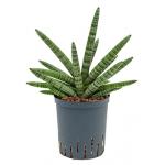 Sansevieria cylindrica boncel hydrocultuur plant