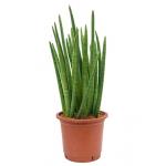 Sansevieria enjoy L kamerplant