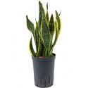 Sansevieria futura superba M hydrocultuur plant