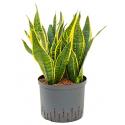 Sansevieria futura superba L hydrocultuur plant