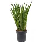 Sansevieria kirkii kamerplant