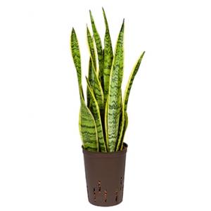 Sansevieria laurentii XS hydrocultuur plant