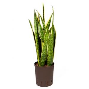 Sansevieria laurentii S hydrocultuur plant