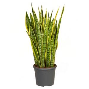 Sansevieria laurentii XL kamerplant