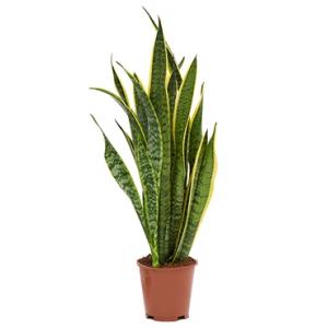 Sansevieria laurentii XS kamerplant
