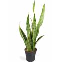 Sansevieria laurentii XXS kamerplant