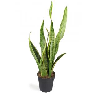 Sansevieria laurentii XXS kamerplant