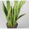 Sansevieria laurentii XXS kamerplant