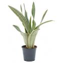 Sansevieria metallica XS kamerplant
