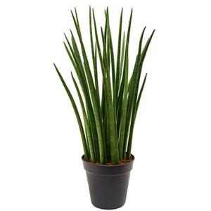 Sansevieria spikes XL kamerplant