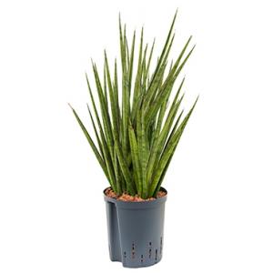 Sansevieria spikes egel M hydrocultuur plant Sansevieria spikes egel M hydrocultuur plant