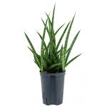 Sansevieria spikes marmoratus hydrocultuur plant