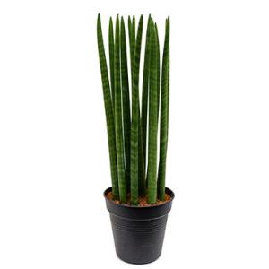 Sansevieria straight M kamerplant