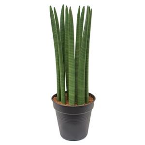 Sansevieria straight L2 kamerplant Sansevieria straight L2 kamerplant