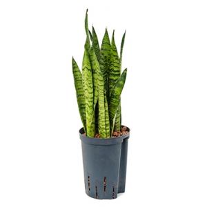 Sansevieria zeylanica S hydrocultuur plant