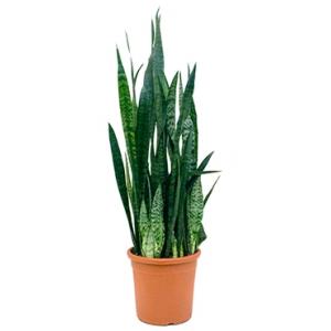 Sansevieria zeylanica vize