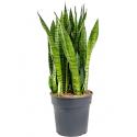 Sansevieria zeylanica elemin