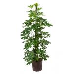 Schefflera arboricola 3pp hydrocultuur plant