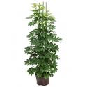 Schefflera arboricola 6pp hydrocultuur plant