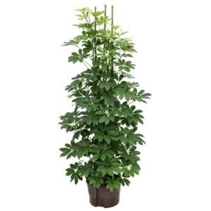 Schefflera arboricola 6pp hydrocultuur plant