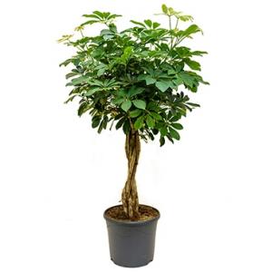 Schefflera arboricola gevlochten kamerplant