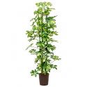 Schefflera gold capella 3pp hydrocultuur plant