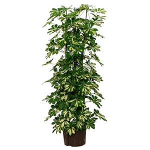 Schefflera gold capella 6pp hydrocultuur plant