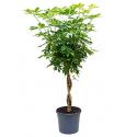 Schefflera gold capella gevlochten kamerplant