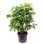 Schefflera gold capella vertakt kamerplant