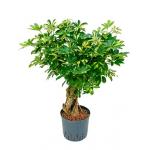 Schefflera gold capella vertakt S hydrocultuur plant